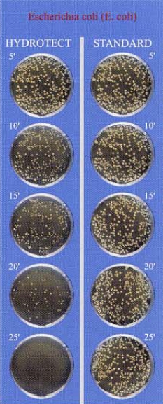 Evolutia bacteriei Escherichia coli pe placi tratate cu Hydrotect